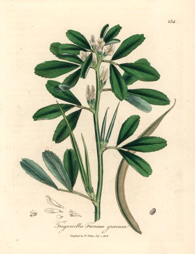 Pískavice s bílými květy se semenem, Trigonella foenum graecum, z botanické ilustrace Jamese Sowerbyho z William Woodville a Sira Williama Jacksona Hookera "Medical Botany" 1832 (ručně kolorovaná mědirytina) od James (after) Sowerby