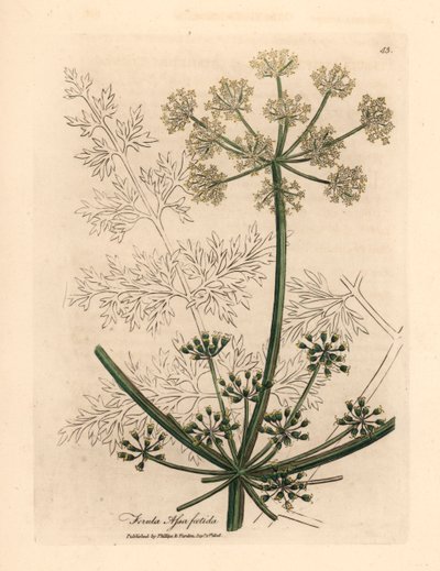 Bílokvětý gigantický fenykl neboli asafetida, Ferula assafoetida, z botanické ilustrace Jamese Sowerbyho z William Woodville a Sira Williama Jacksona Hookera „Medical Botany“ 1832 (ručně kolorovaná mědirytina) od James (after) Sowerby