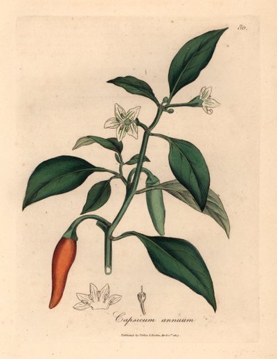 Bílý květovaný, šarlatový perličkový pepř, Capsicum annuum, z botanické ilustrace Jamese Sowerbyho z Williama Woodvilla a Sira Williama Jacksona Hookera "Medical Botany" 1832 (ručně kolorovaná mědirytina) od James (after) Sowerby