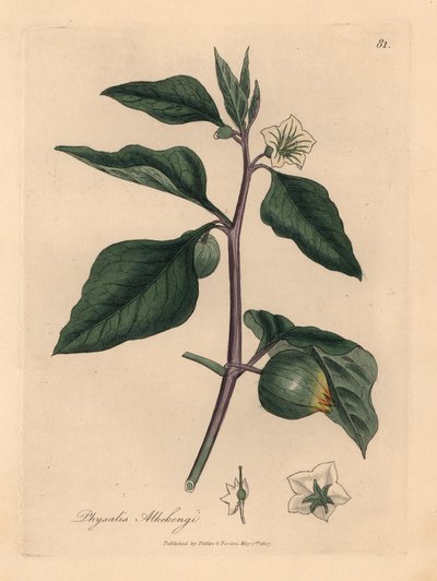 Bílá květovaná zimní třešeň, Physalis alkekengi, z botanické ilustrace Jamese Sowerbyho z William Woodville a Sira Williama Jacksona Hookera „Medical Botany“ 1832 (ručně kolorovaná mědirytina) od James (after) Sowerby
