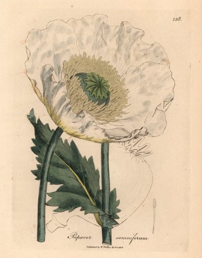 Bílý mák, Papaver somniferum, z botanické ilustrace Jamese Sowerbyho z Williama Woodvilla a Sira Williama Jacksona Hookera „Medical Botany“ 1832 (ručně kolorovaná mědirytina) od James (after) Sowerby