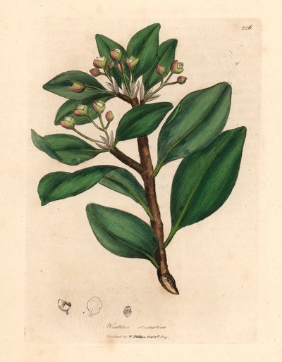 Strom zimní kůry, Wintera aromatica, Drimys winteri, z botanické ilustrace Jamese Sowerbyho z Williama Woodvilla a Sira Williama Jacksona Hookera „Lékařská botanika“ 1832 (ručně kolorovaná mědirytina) od James (after) Sowerby