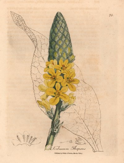 Žlutě květovaný divizna velký, Verbascum thapsus, z botanické ilustrace Jamese Sowerbyho z William Woodville a Sira Williama Jacksona Hookera „Medical Botany“ 1832 (ručně kolorovaná mědirytina) od James (after) Sowerby