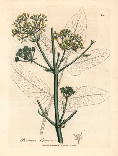 Žlutě květovaný opopanax nebo drsný pastinák, Pastinaca opopanax, z botanické ilustrace Jamese Sowerbyho z William Woodville a Sira Williama Jacksona Hookera „Medical Botany“ 1832 (ručně kolorovaná mědirytina) od James (after) Sowerby