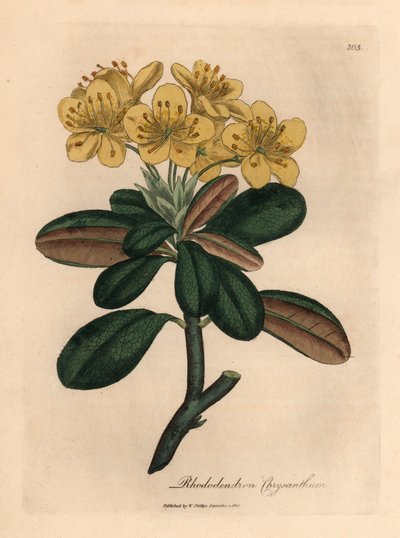 Žlutě květovaný rododendron, Rhododendron chryzantéma, z botanické ilustrace Jamese Sowerbyho z William Woodville a Sira Williama Jacksona Hookera „Medical Botany“ 1832 (ručně kolorovaná mědirytina) od James (after) Sowerby