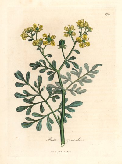 Žlutě květovaná rue, Ruta graveolens, z botanické ilustrace Jamese Sowerbyho z Williama Woodvilla a Sira Williama Jacksona Hookera „Medical Botany“ 1832 (ručně kolorovaná mědirytina) od James (after) Sowerby