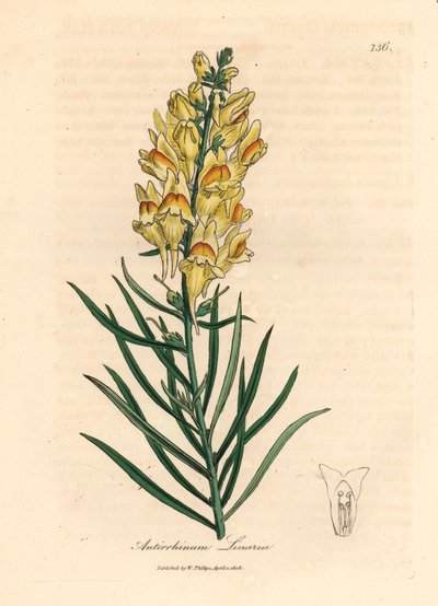 Žlutě květovaný hledík, Antirrhinum linaria, z botanické ilustrace Jamese Sowerbyho z William Woodville a Sira Williama Jacksona Hookera „Lékařská botanika“ 1832 (ručně kolorovaná mědirytina) od James (after) Sowerby