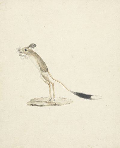 Jerboa č. 4 (wc přes grafit na papíře) od James 1730 94 Bruce