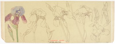 Botanická studia, 1900-30 (wc na papíře) od James Atherton