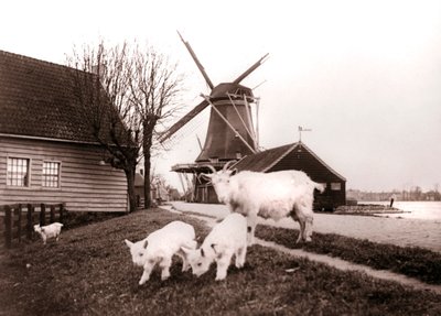 Kozy, Laandam, Nizozemsko, 1898. od James Batkin