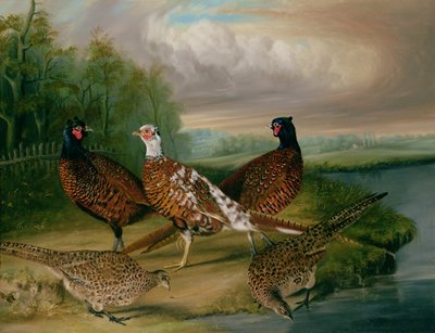 Bažanti u řeky Wensum, Norfolk (olej na plátně) od James Blazeby