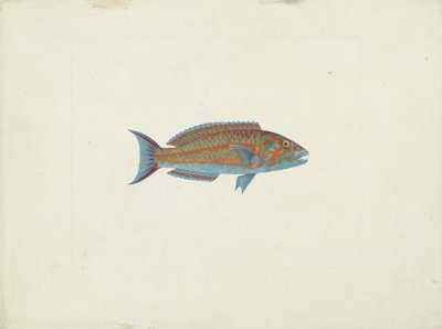 Ryba, El Hudderi Imbo (kvaš nad grafitem na papíře) od James Bruce