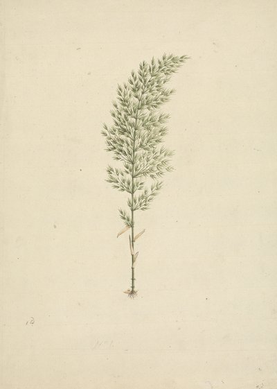 Arundinaria alpine K. Schum. (African Bamboo): hotová kresba habitu s kořeny od James Bruce