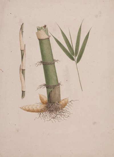 Arundinaria alpina K. Schum. (African Bamboo): dokončená kresba částí stonku a výhonku s listy od James Bruce