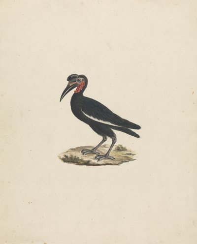 Bocorvus abyssinicus (zoborožec habešský) od James Bruce