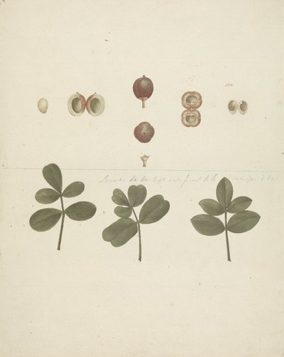Commiphora gileadensis (L.) C. Chr. (Balzám z Gileadu, Opobalsam): dokončená kresba ovoce, rozřezaných plodů a listů od James Bruce