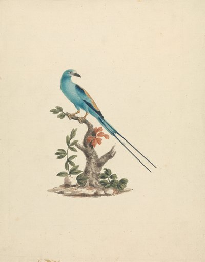 Coracias abyssinicus (habešský válec) od James Bruce