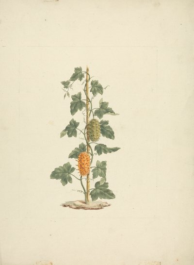 Cucumis metuliferus Naud (Divoká okurka): hotová kresba od James Bruce