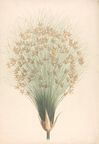 Cyperus papyrus L. (ostřice papyrusová): hotová kresba květenství od James Bruce