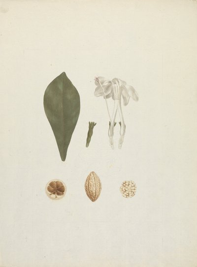 Gardenia ternifolia Schum.& Thonn. (Jovis-Tonantis): hotová kresba s dodatečným detailem ovoce od James Bruce
