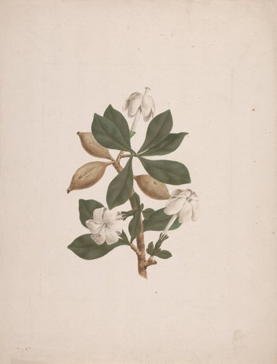 Gardenia ternifolia Schum.& Thonn. (Wild Gardenia): hotová kresba od James Bruce