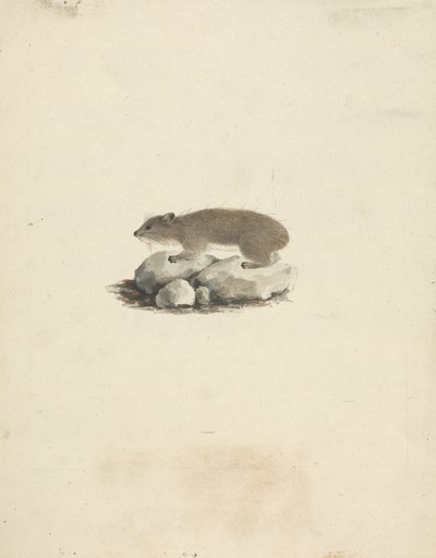 Heterohyrax brucei (hyrax žlutoskvrnný) od James Bruce