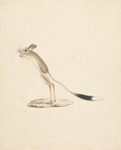 Jerboa od James Bruce