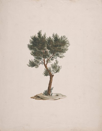 Juniperus procera Endl. (African Pencil Cedar): dokončená kresba habitu stromů od James Bruce