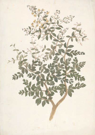 Lawsonia inermis L. (Henna): dokončená kresba kvetoucího listnatého výhonku od James Bruce