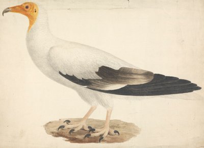 Neophron percnopterus (sup egyptský) od James Bruce