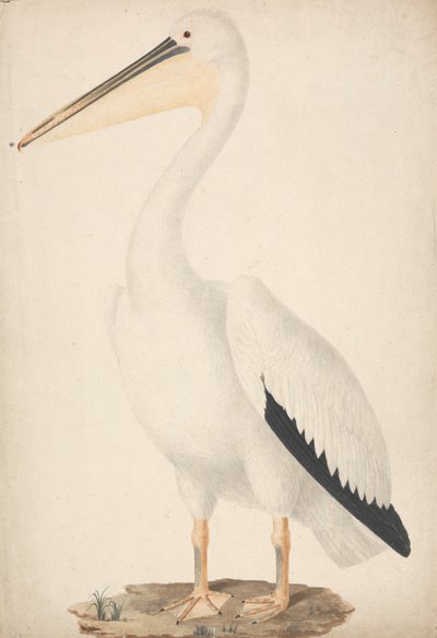 Pelecanus onocrotalus (pelikán bílý) od James Bruce