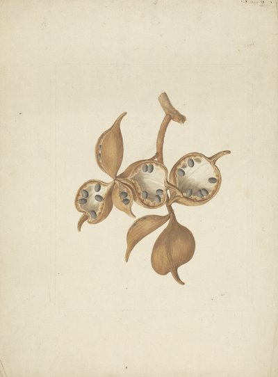 Sterculia africana (Lour.) Fiori: dokončená kresba stonku se semennými lusky, některá otevřená zobrazující semena od James Bruce