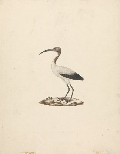 Threskiornis ethiopicus (Ibis posvátný africký) od James Bruce