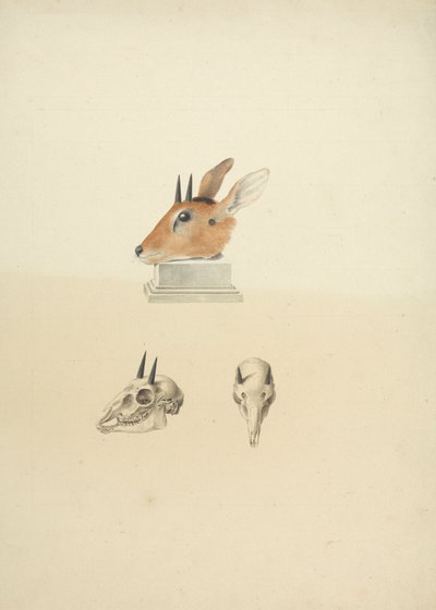 Unidentified Madoqua (Dik-dik): studium hlavy a lebky od James Bruce
