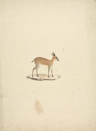 Neznámá madogua (Dik-dik) od James Bruce