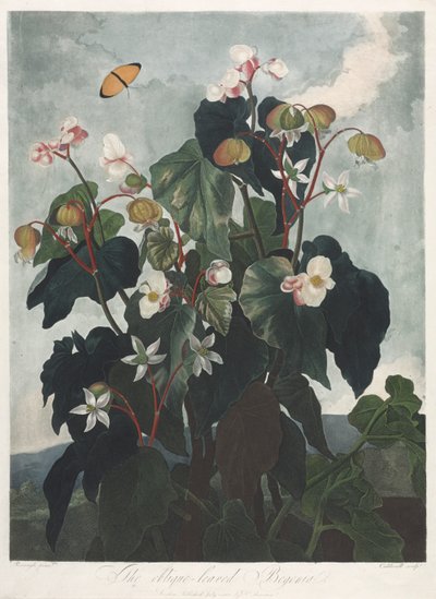 Temple of Flora, nebo Garden of Nature: The Obique-leaved Begonia od James Caldwall