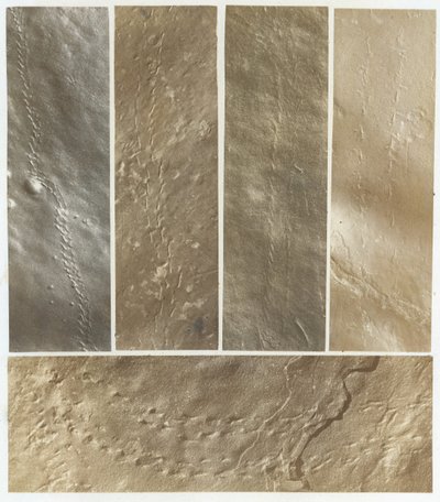 Ichnographs from the Sandstone of Connecticut River, publikoval 1861. od James Deane