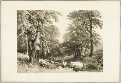 Buky v parku Arundale, z parku a lesa od James Duffield Harding