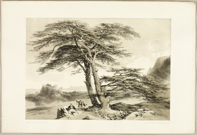 Libanonské cedry, z knihy Park a les od James Duffield Harding