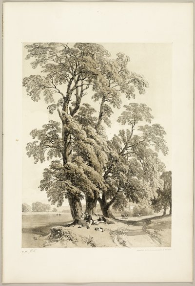 Jilm, z parku a lesa od James Duffield Harding