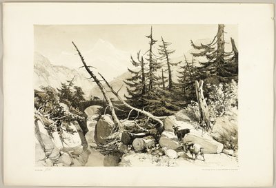Modřín, z parku a lesa od James Duffield Harding