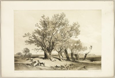 Pollard Willow, z The Park and the Forest od James Duffield Harding