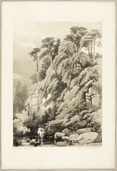 Wych Elm a Firs, z parku a lesa od James Duffield Harding