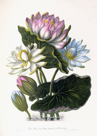 Červený, modrý a bílý lotos, Hindostan, 1781 od James Forbes