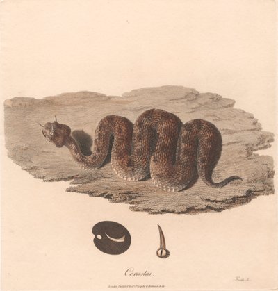 Cerastes od James Heath