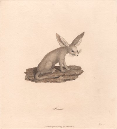 Fenek od James Heath