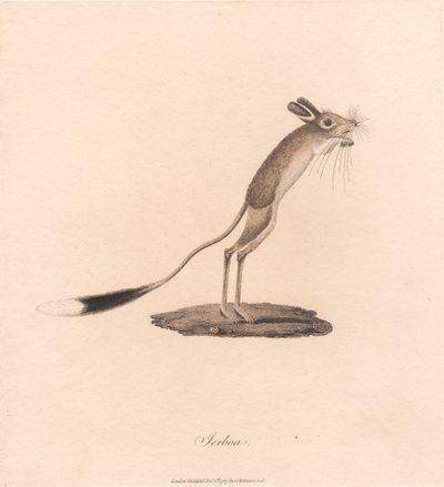 Jerboa od James Heath