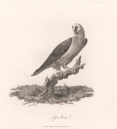 Nisser Work od James Heath