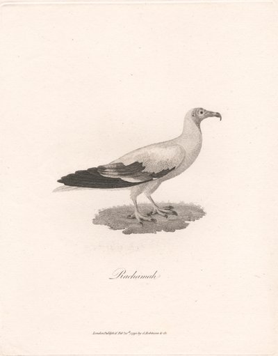 Rachamah od James Heath