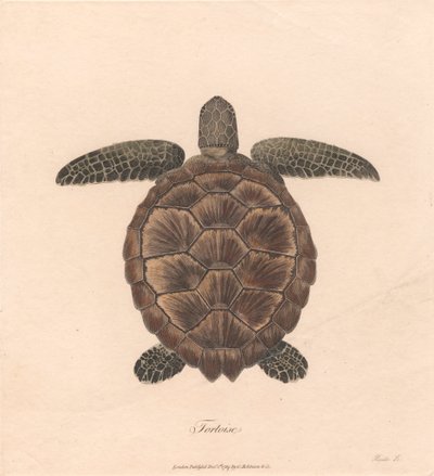 Želva od James Heath